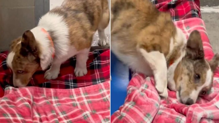 the rescue dog sniffs the blanket for the first time