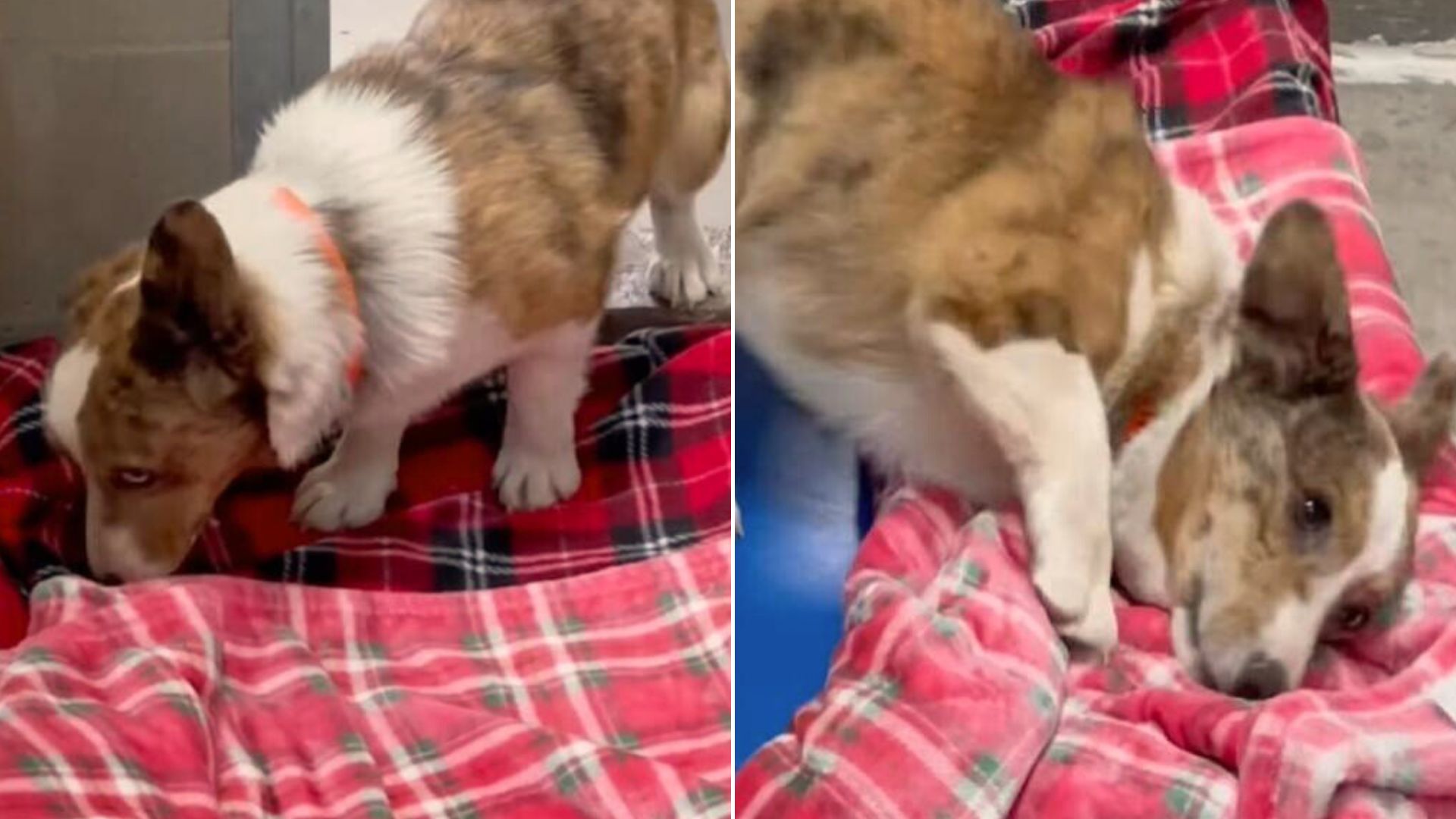 the rescue dog sniffs the blanket for the first time