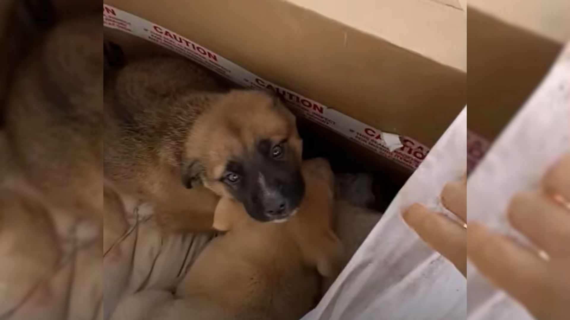 abandoned puppies in cardbox