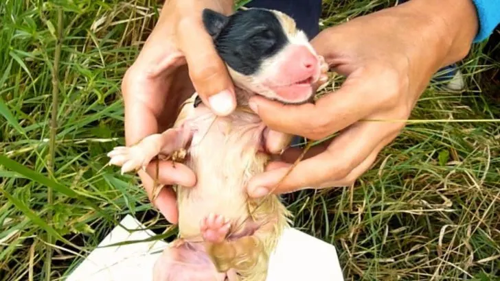 Rescuers Answered A Call To Save Newborn Puppies And Were Shocked By What They Saw