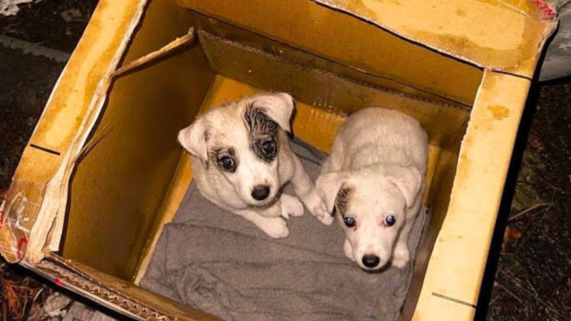 two abandoned puppies in cardboard boxs