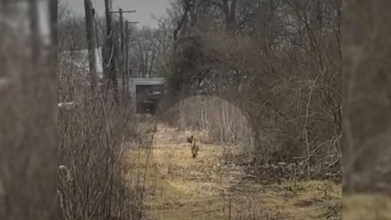 saving the family of a small dog