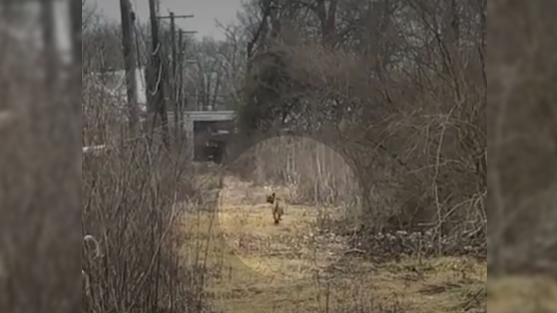 saving the family of a small dog
