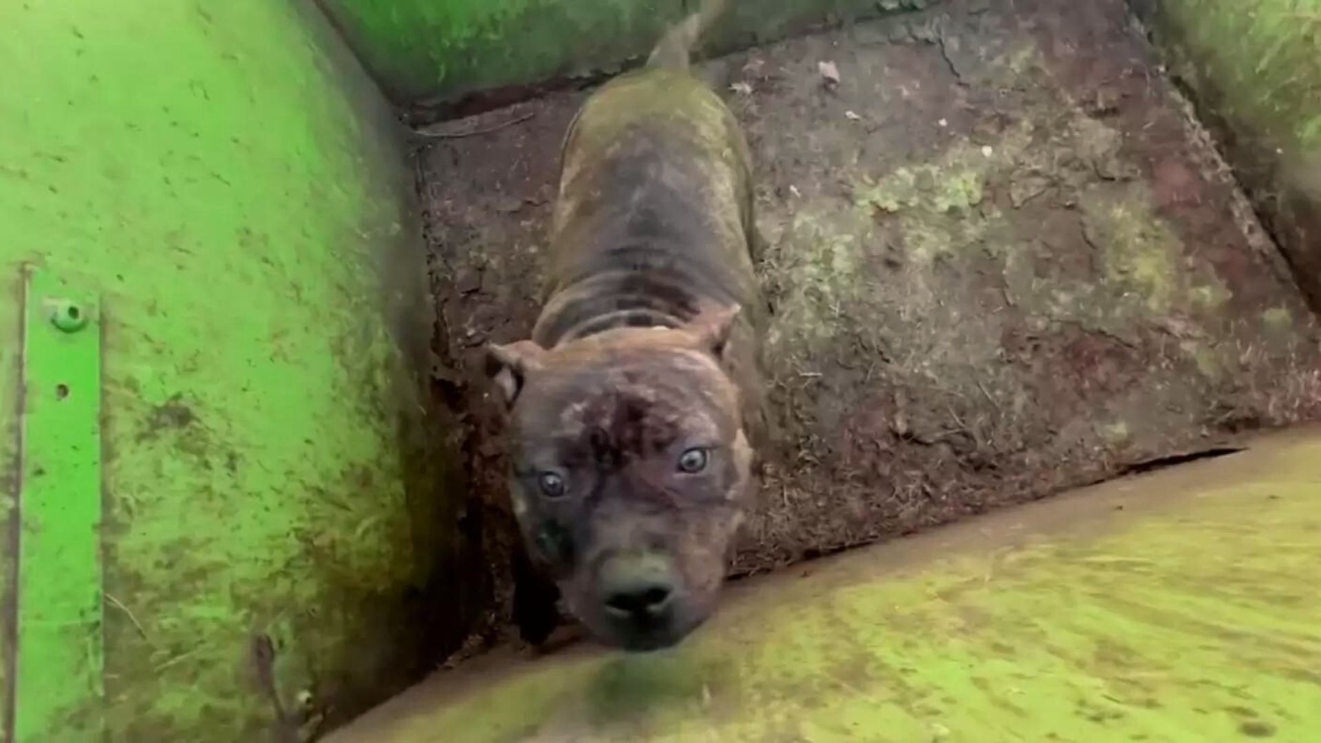 Rescuers Open A Dumpster Lid And Discover The Most Adorable Eyes Looking Back At Them