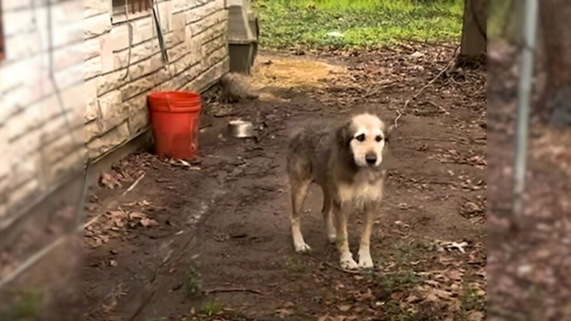 depressed dog in mud