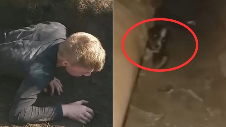 rescuers saving dog family