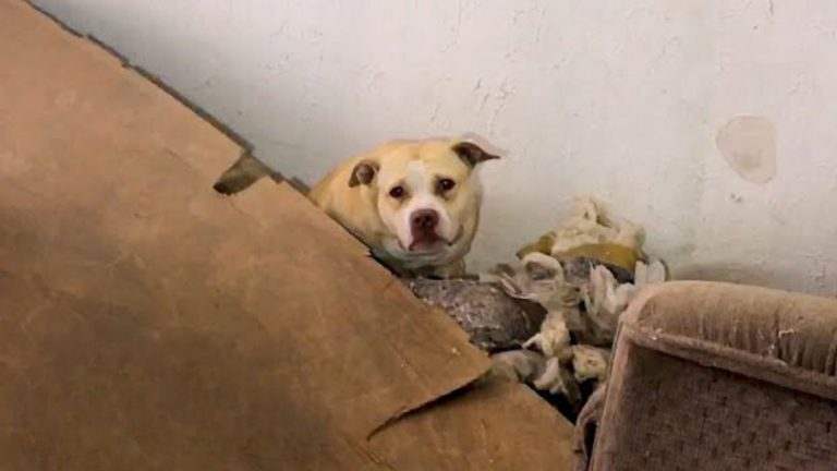 rescued dog