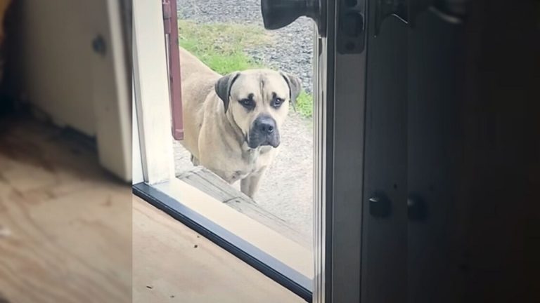 scared stray mastiff dog