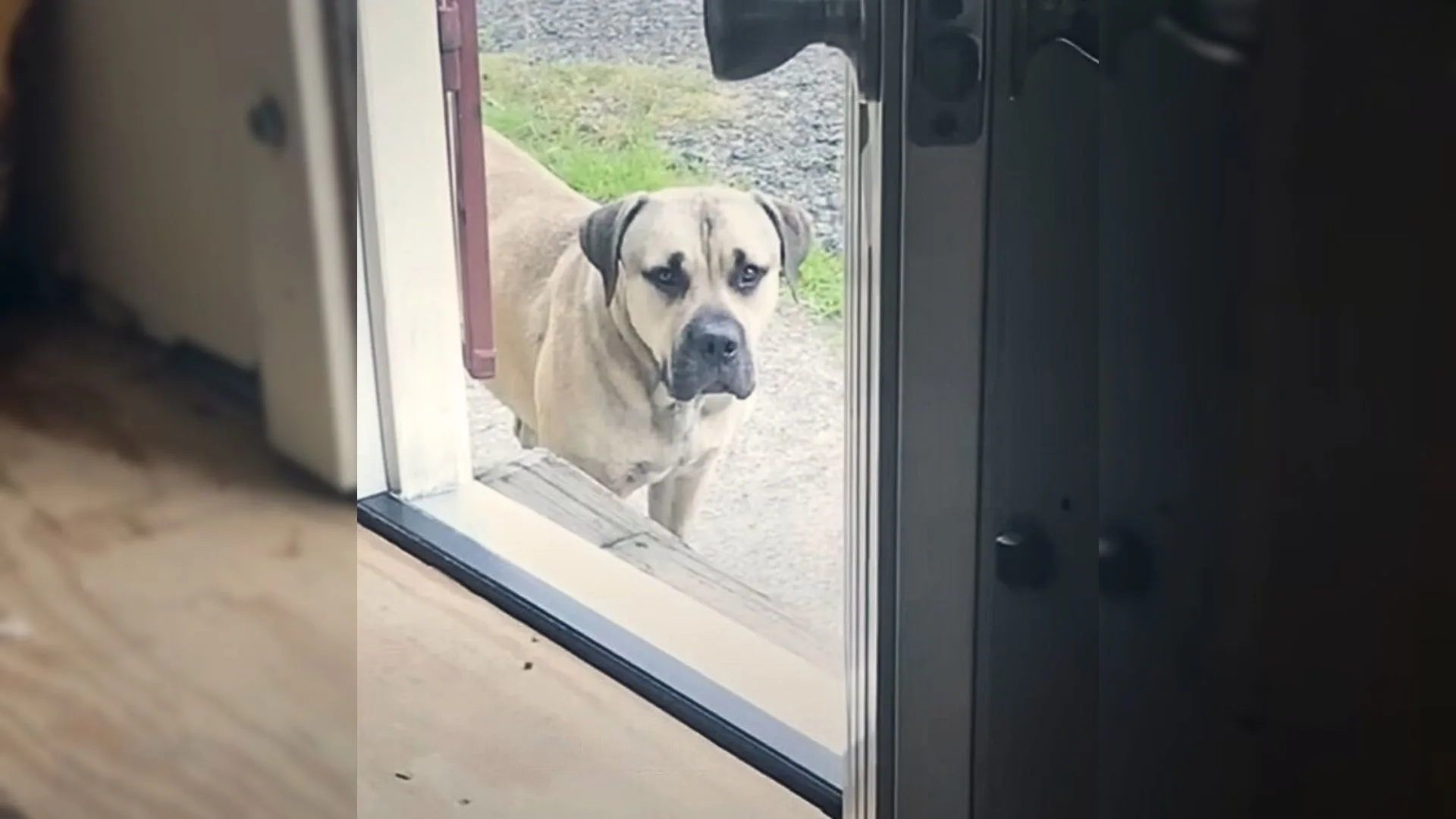 Scared Stray Mastiff Steps Inside A House For The Very First Time