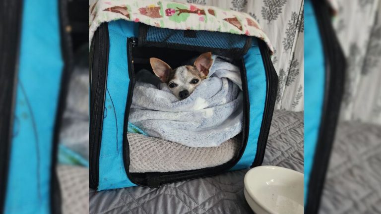 senior chihuahua left a shelter