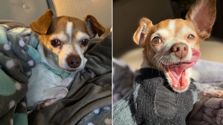 portrait of an elderly chihuahua