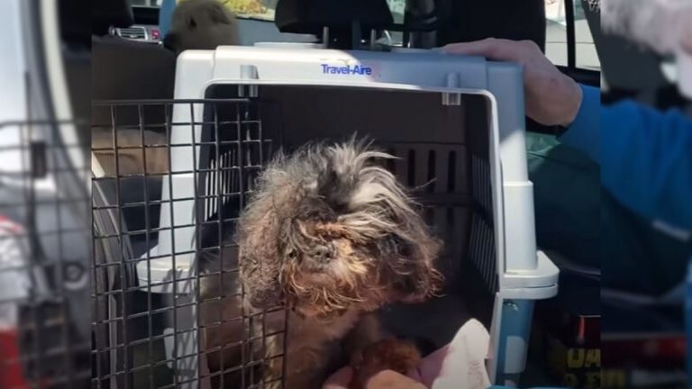 dog in a cage
