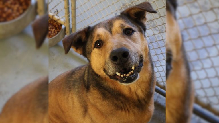 photo of senior pup