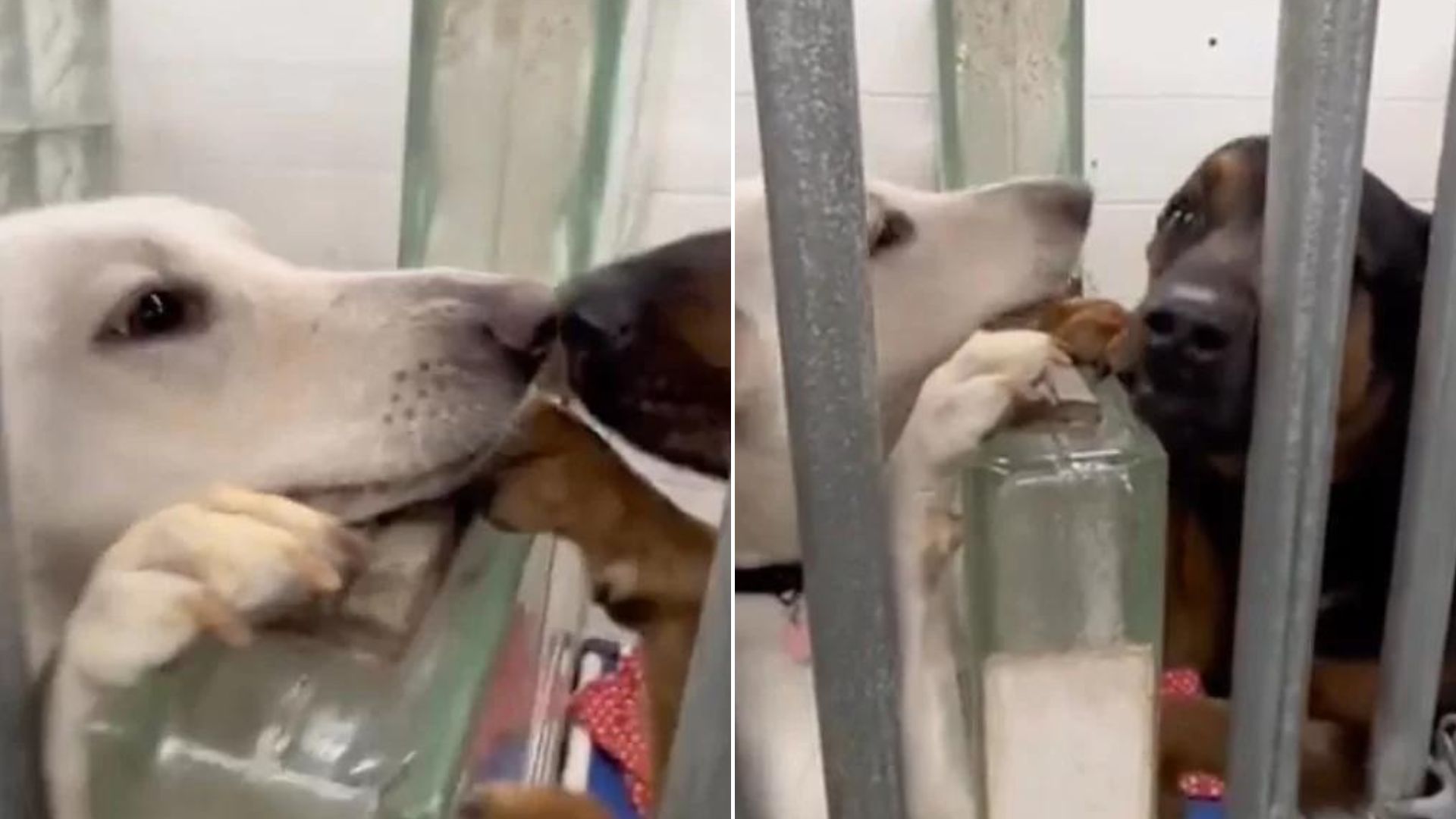Shelter Dogs Cheer Up Each Other By Touching Noses To Brighten Their Days At The Shelter