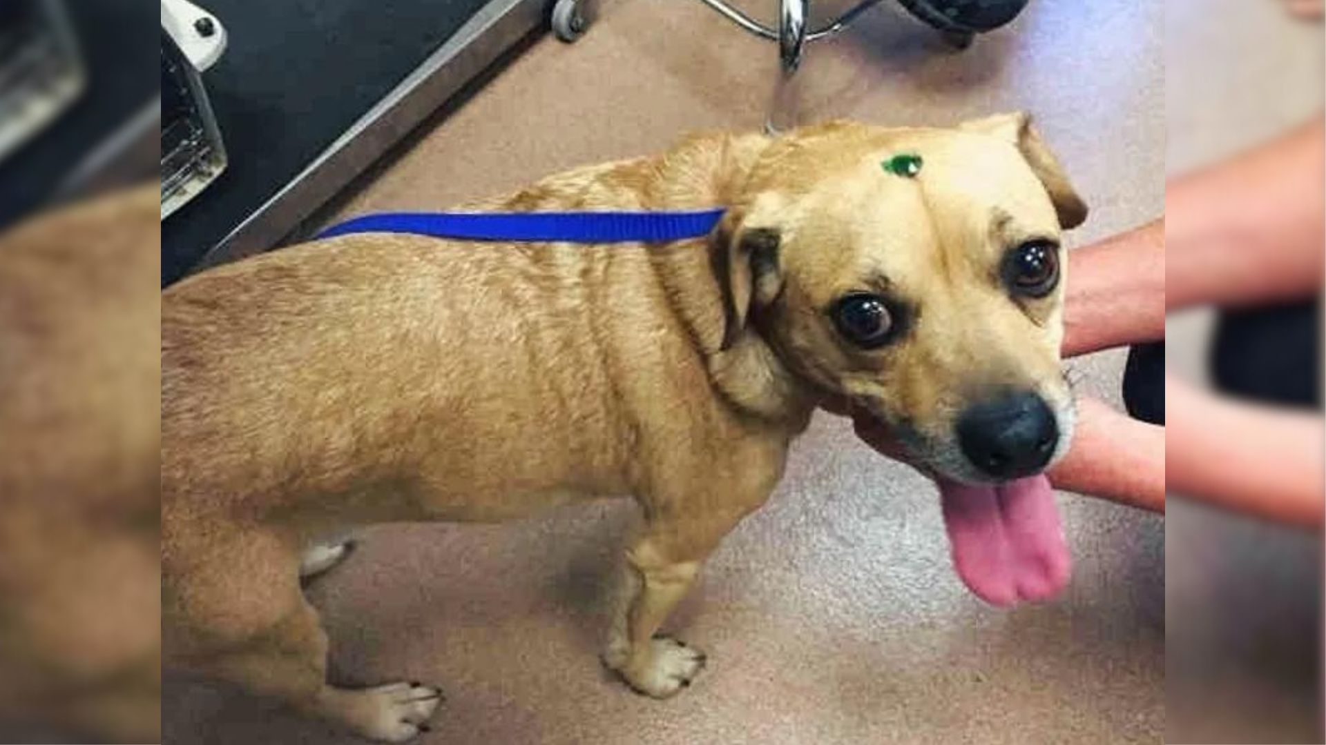 dog with jewels on the body