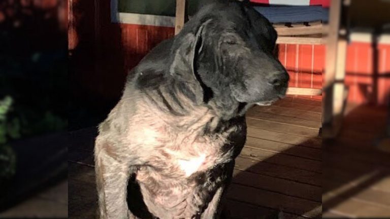 photo of the homeless dog