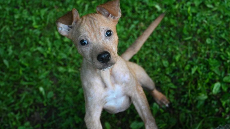 Abandoned Sick Puppy Won His Toughest Battle