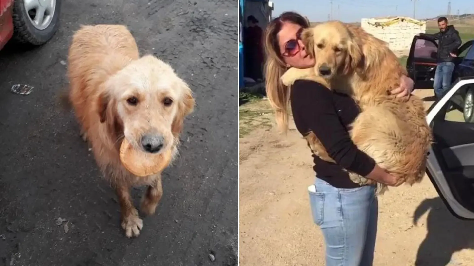 dog with a piece of bread in its mouth