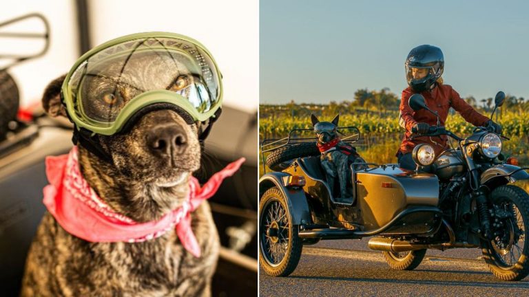 stray dog and woman riding a sidecar