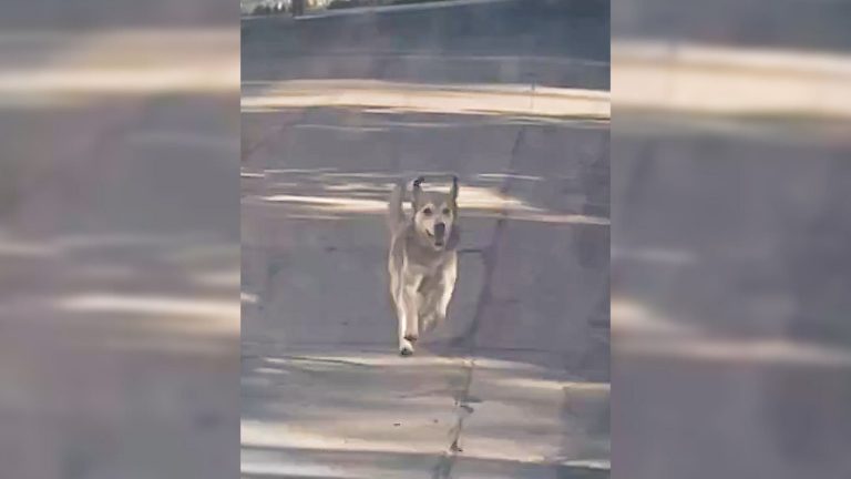 stray dog running