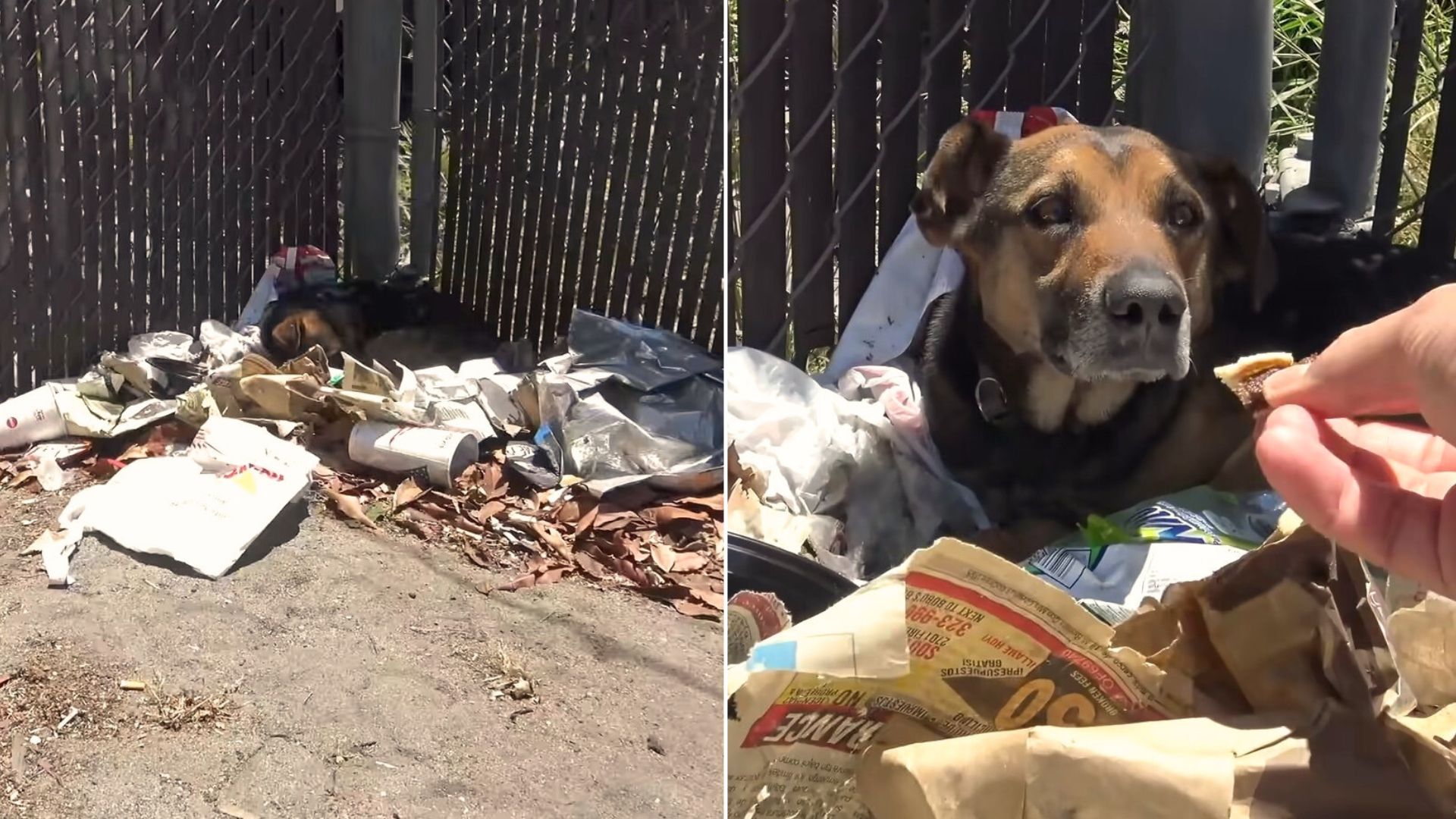 Man Alarmed By Disturbing Discovery Of A Dog Laying On A Pile Of Trash