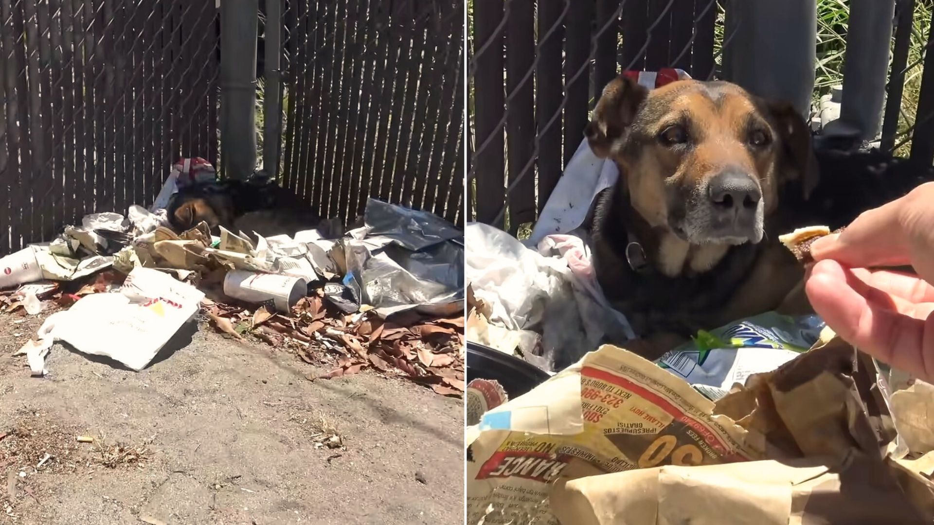 a dog found in a pile of garbage