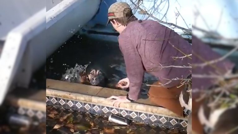 guy saving the dog