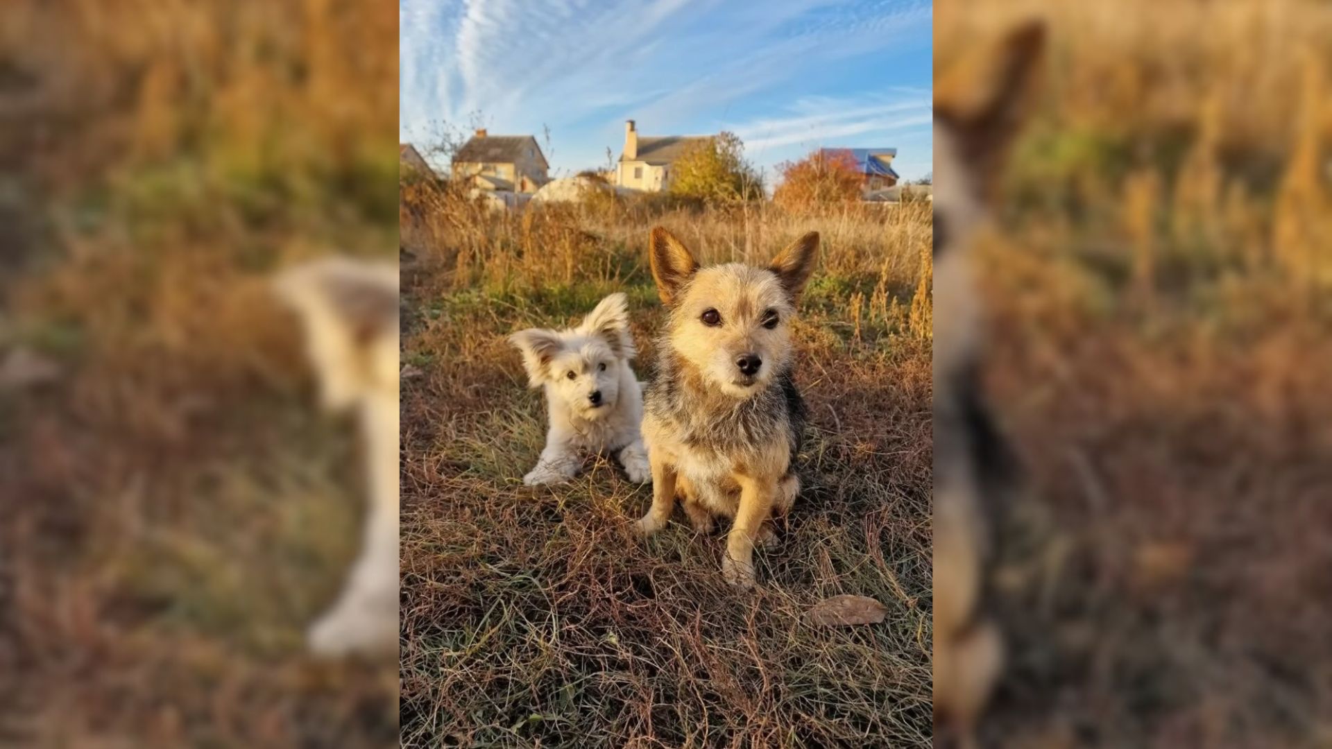 two dogs sitting in grass