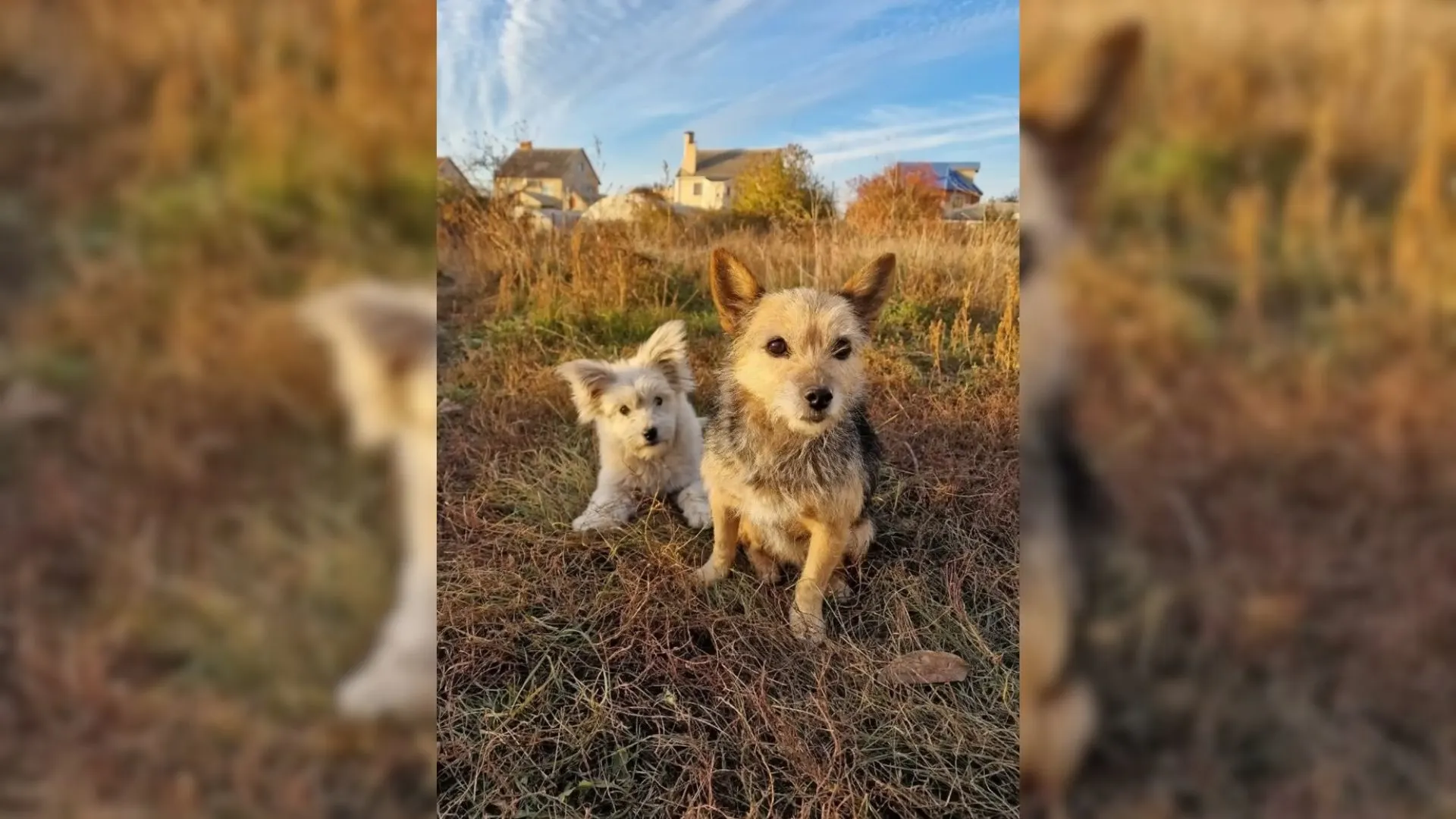 Cachorro callejero abrumado por las emociones al reunirse con su madre perdida