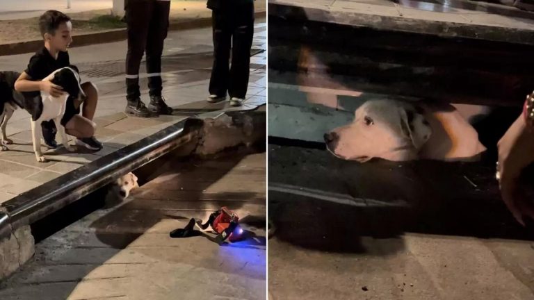 dog saved from sewer