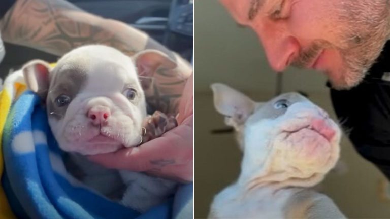 special needs pup and a man