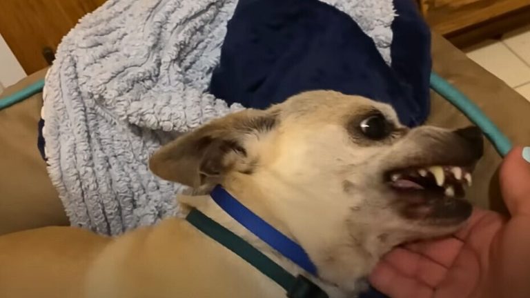 cute white dog