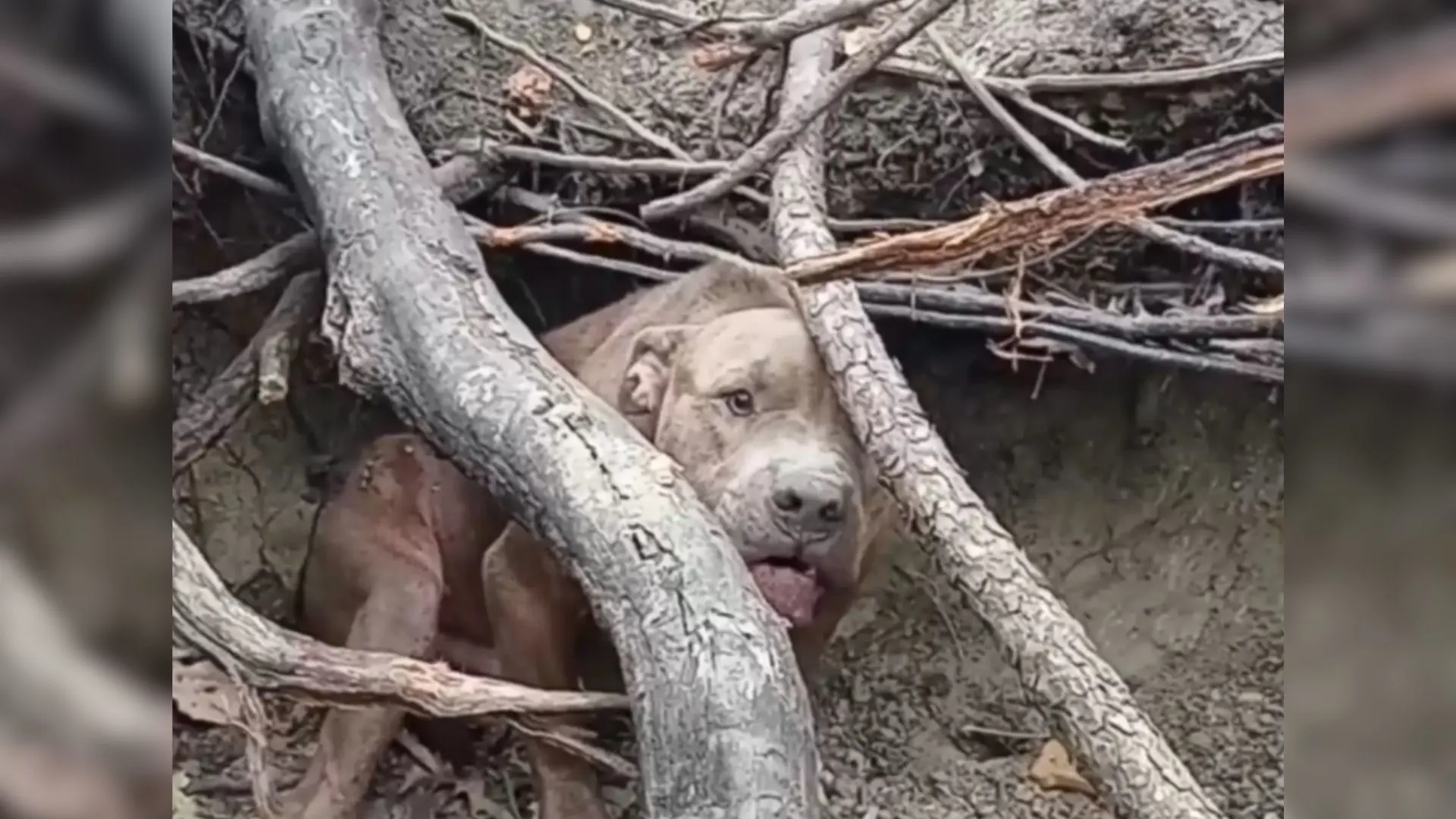 Terrified Pit Bull Who Was Hiding In The Woods Refused To Trust Humans Because Of His Rough Past