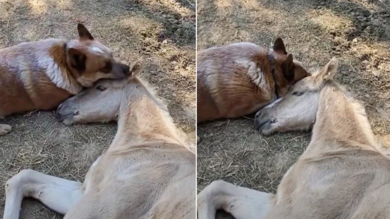 dog comforting the foal
