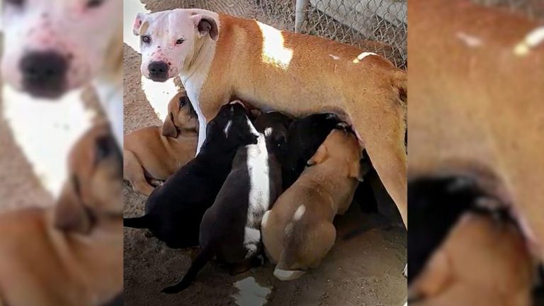 dog feeding puppies