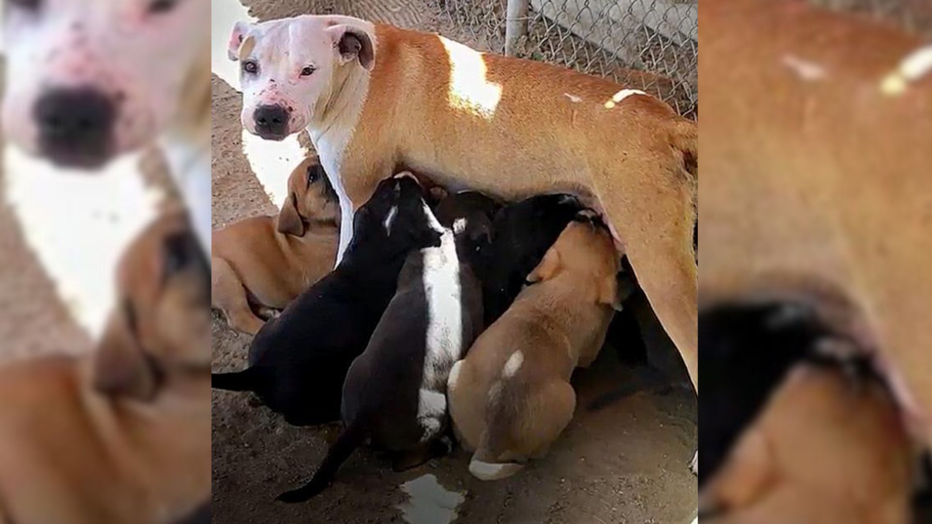 dog feeding puppies