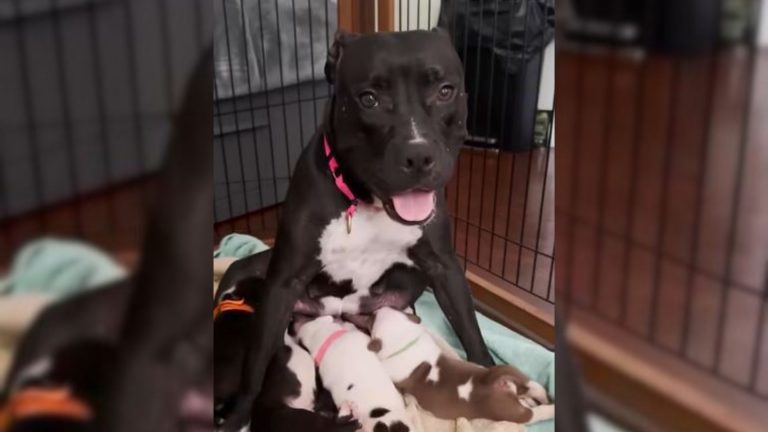 The Exhausted Mama Dog Raised Her Puppies