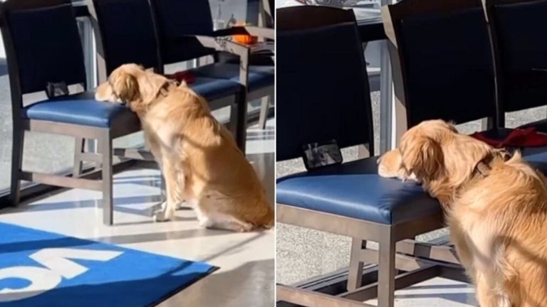 The Golden Pup Enjoys Her Favorite Show
