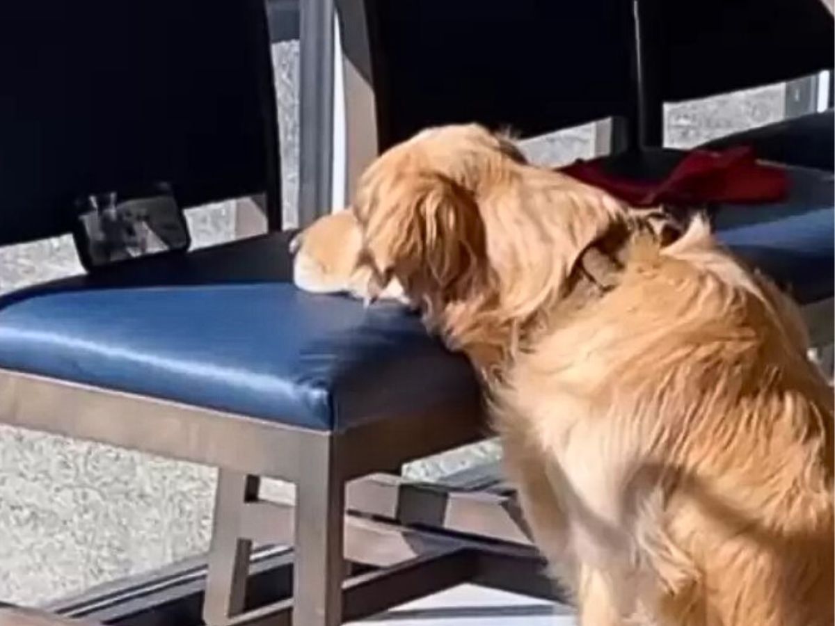 The Golden Pup resting his head on a chair