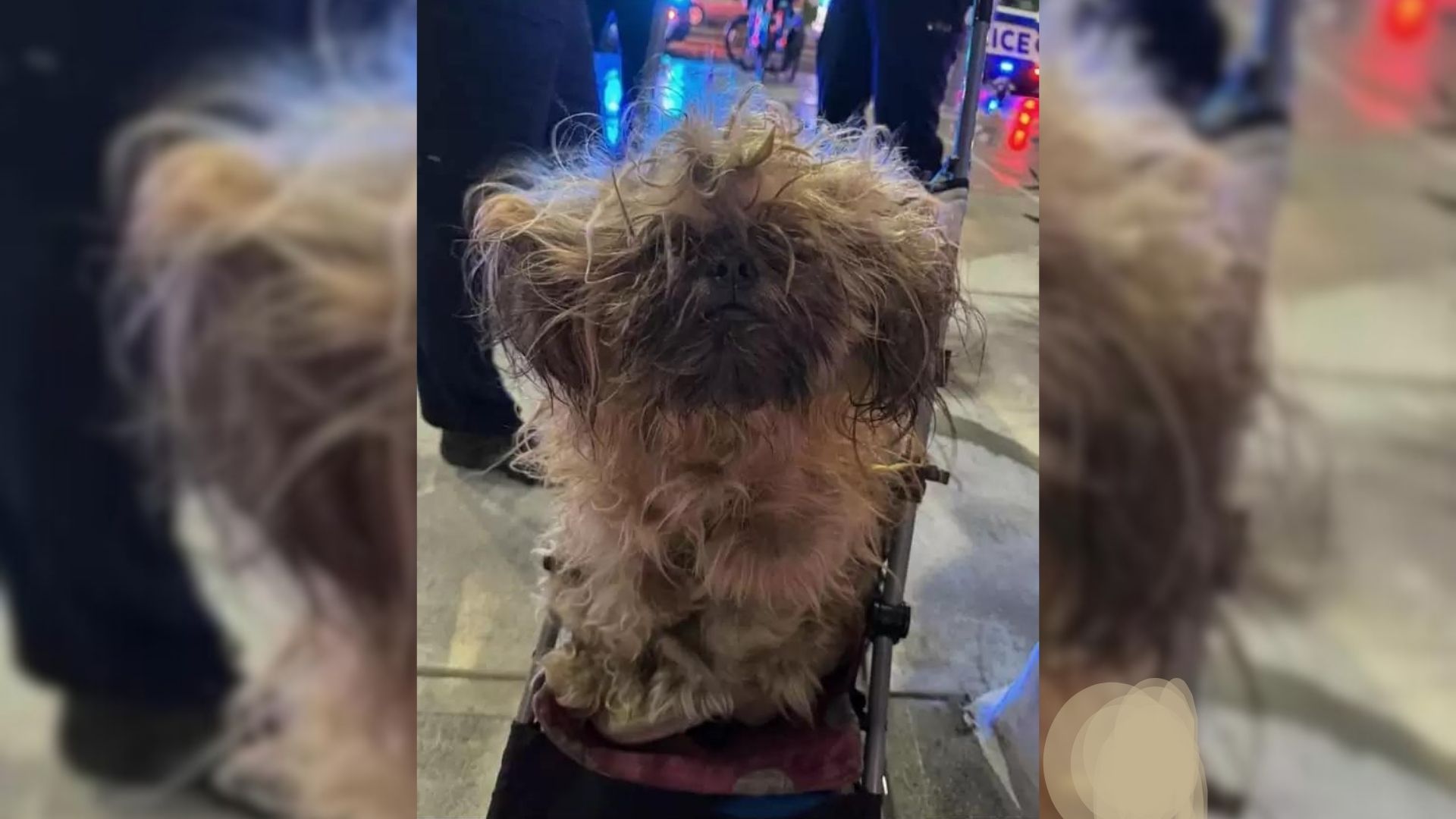 photo of matted dog