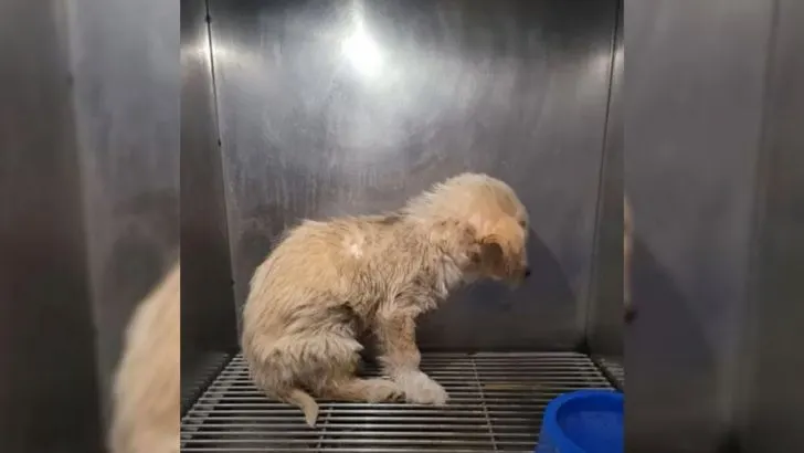 The Pup Is Too Frightened To Look At Anyone After Being Rescued
