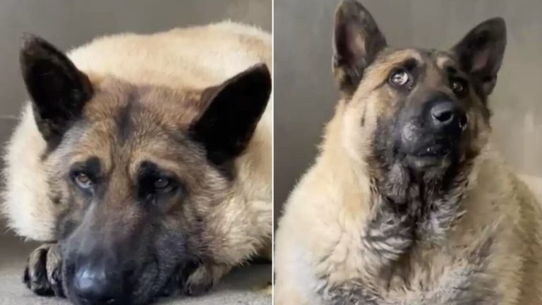 a stray dog that is fat
