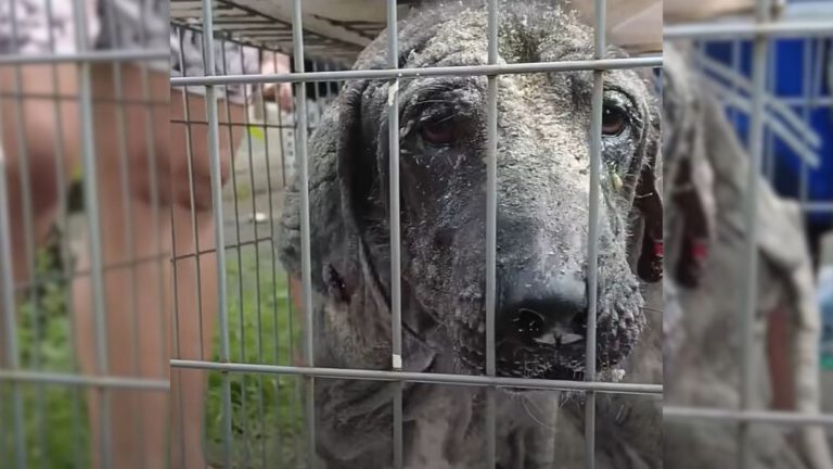 dog in a kennel in a very bad condition
