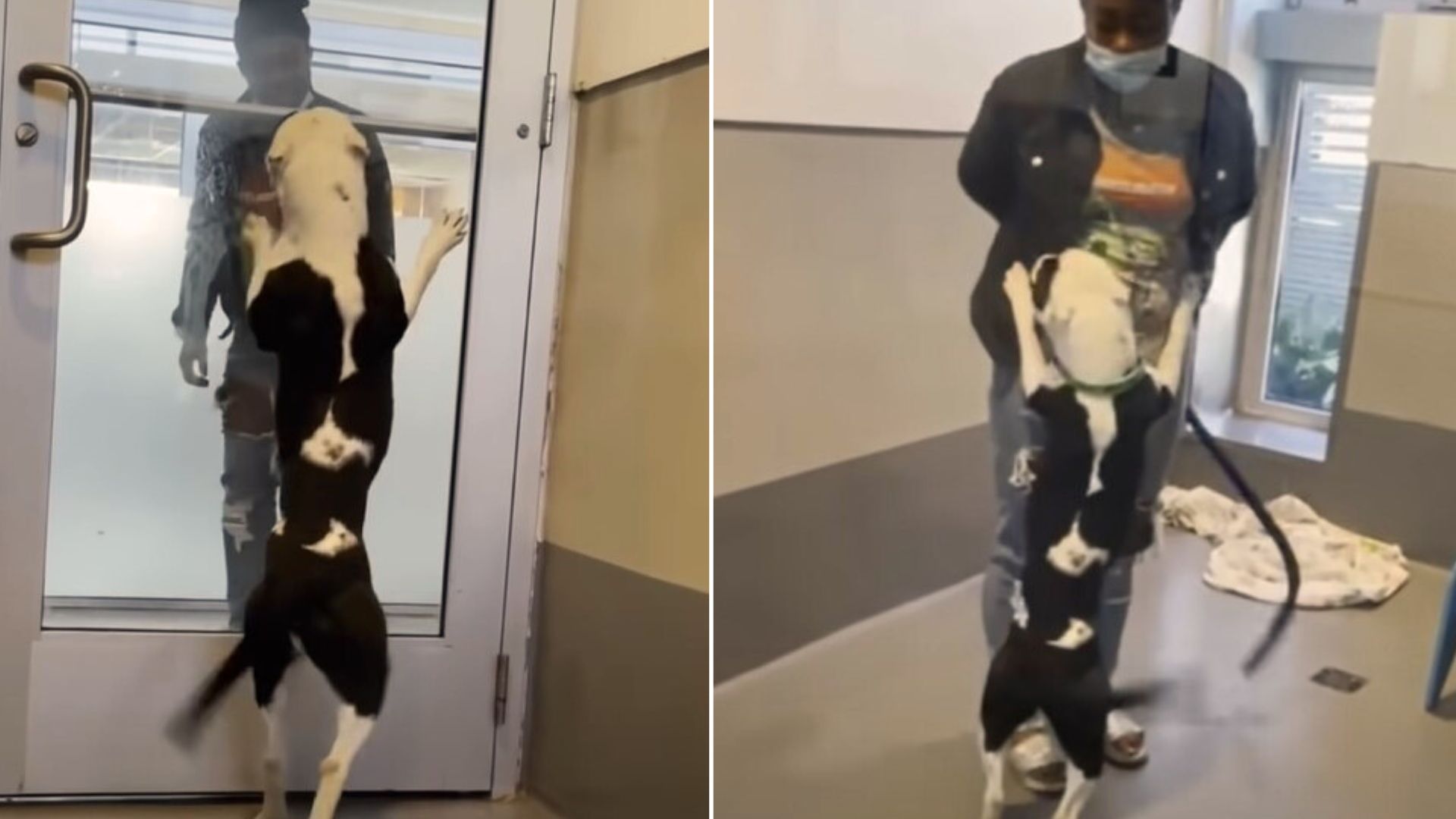 The Shelter Dog Finally Reunites With His Family