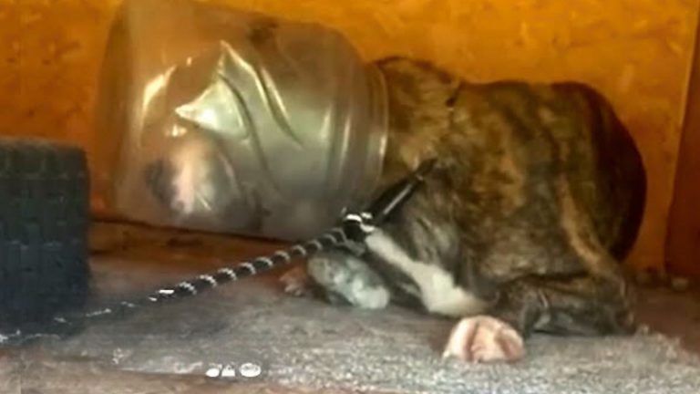 dog with jar on its face