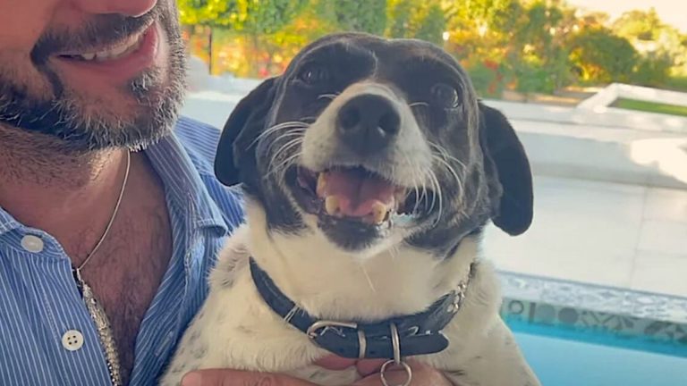 happy dog
