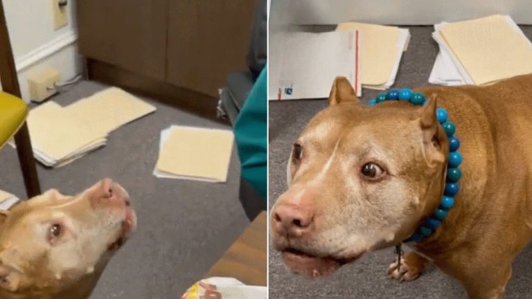 a dog yelling at its owner