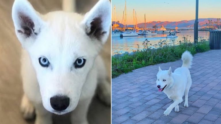 unique dog walk