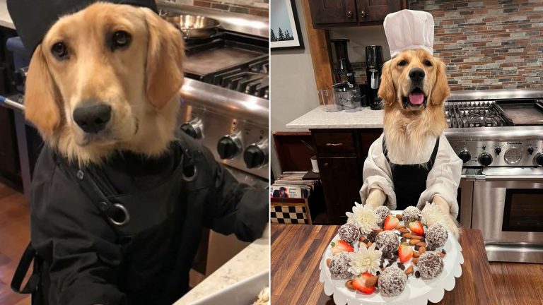 chef dog