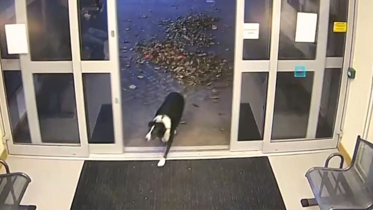 dog walking into police station